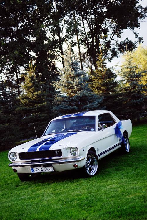 Mustang do Ślubu (fot. MDS)