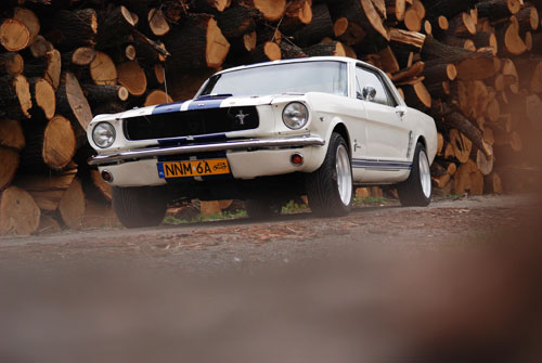 Mustang - Pieniężno (fot. MDS)